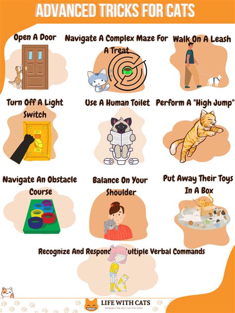 30 Cat Tricks To Teach Your Cat - Steps, Benefits, Tools & Tips