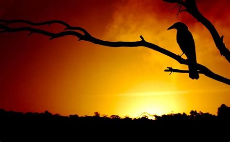 Nature in Indigenous Australian Myths and Folklore