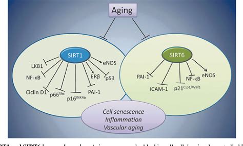 Image result for Coding SIRT