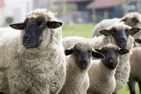 羊的品种名称大全图片,杜泊羊报价,萨福克羊图片大全(第8页)_大山谷图库