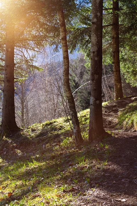 Path 的图像结果