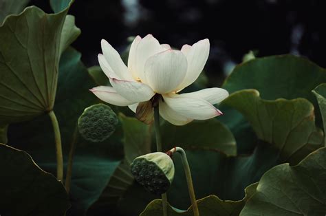 White Lotus Flower Wallpaper