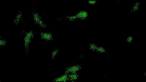 Image result for Boids Algorithm in C