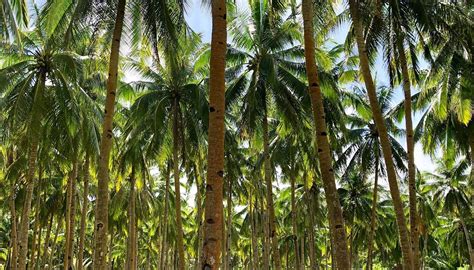 DAKU ISLAND (Updated 2026) All You Need to Know BEFORE You Go (with Photos)