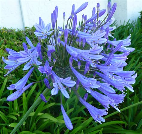Agapanthus Lily Of The Nile