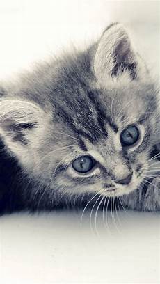 Iphone 6 Wallpaper Kittens by Cat Iphone 6 Plus Wallpapers Top Free Cat Iphone 6 Plus Iphone 6 Wallpaper Kittens