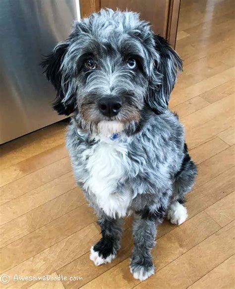 Mini Aussiedoodle Hunde