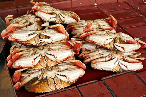 What Is Dungeness Crab?