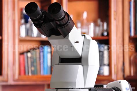 Fluorescence Microscope 的图像结果