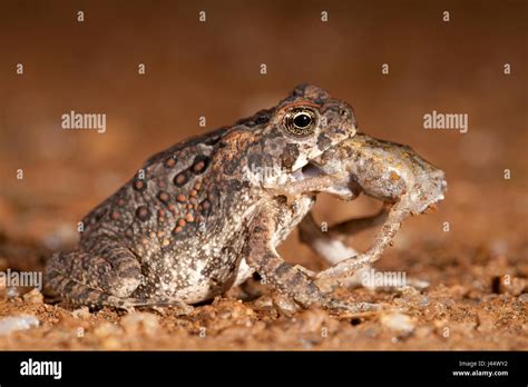 Image result for Giant Toad Eating