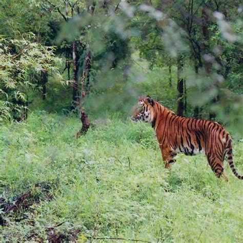 Dampa Tiger Reserve Sightseeing - Be An Explorer