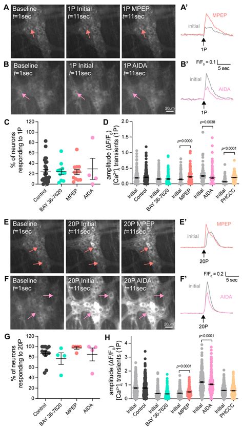 Group I Metabotropic Glutamate Receptors Modulate Motility and Enteric ...