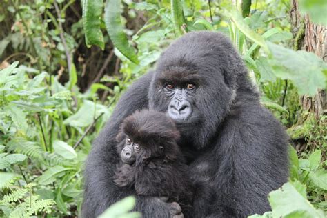 Beyond The Big Five: Conservation Of Lesser-Known Endangered Animals - Sigma Earth