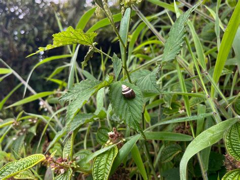 Non-Native / Invasive Plants in Hawaiʻi: My Plant ID Guide — noahawaii