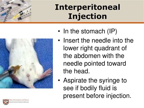 Image result for Intraperitoneal Injection Animals