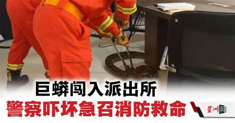 20公斤巨蟒闯派出所 中国警察吓坏急召消防求救 - 国际 - 国际拼盘
