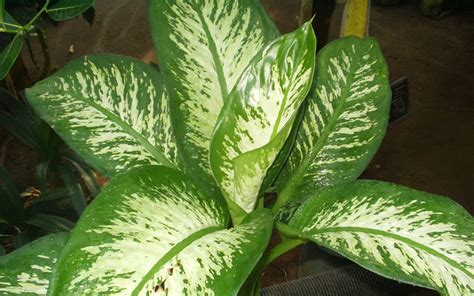 KUMARAN NURSERY GARDEN