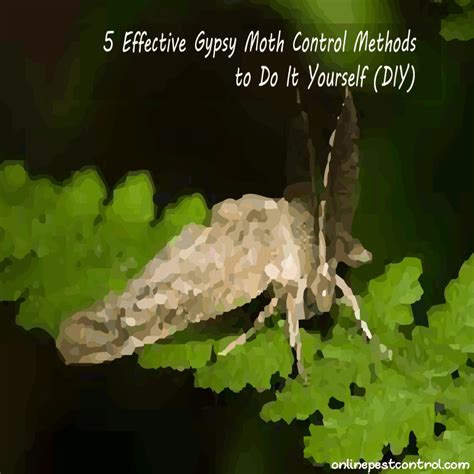 Image result for Gypsy Moth Control