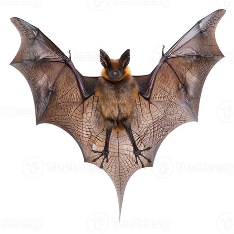Image result for Bat Pattern Transparent