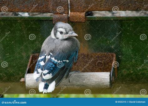 Baby Blue Jay stock image. Image of soft, adolescent, roost - 855315