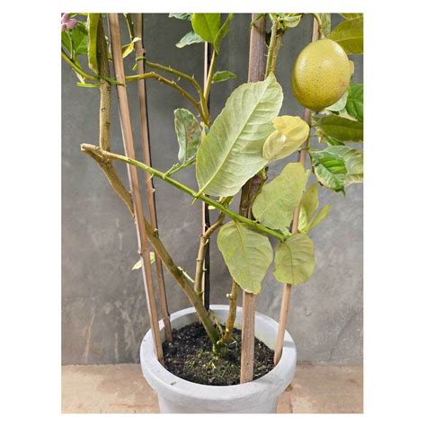 Lemon 'Pink Lemonade' | Seeding