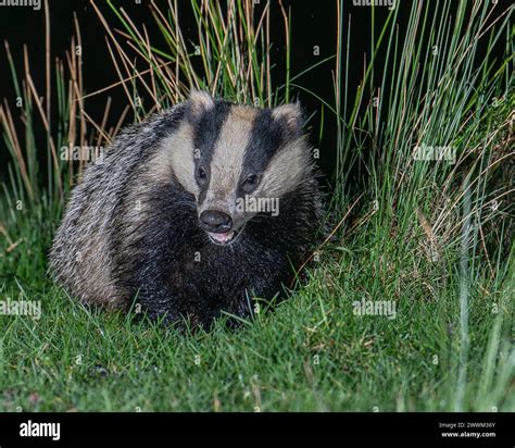 Wildlife in forest valley hi-res stock photography and images - Alamy