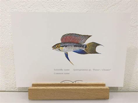 Apistogramma sp.'Cleaner' Drawing Postcard | Osakanacraft