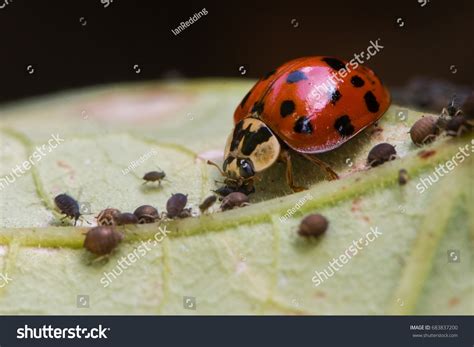 Predator Of Aphids: Over 1,927 Royalty-Free Licensable Stock Photos | Shutterstock