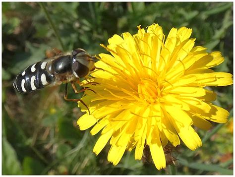 Dvoukřídlí (Diptera) - Bobův fotoblog