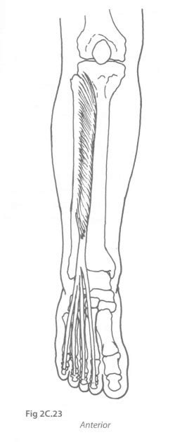 Extensor Digitorum Longus Diagram | Quizlet