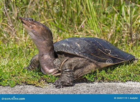 Florida Softshell Turtle stock image. Image of turtle - 34451119