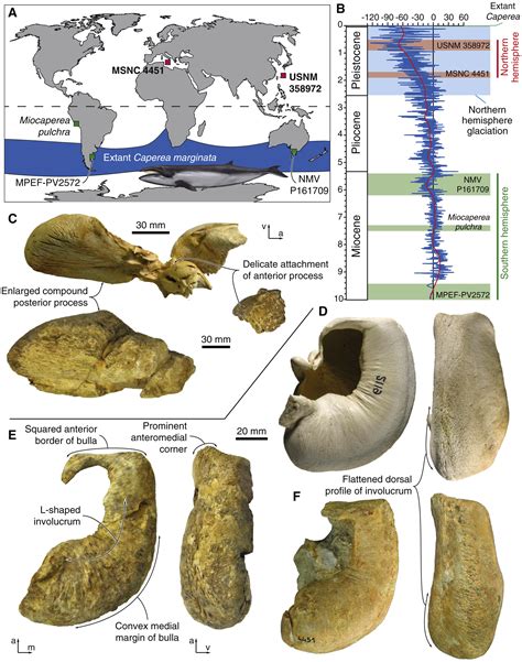 Northern pygmy right whales highlight Quaternary marine mammal ...