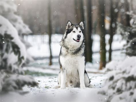 Are Huskies Half Wolf