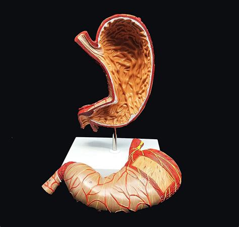 Buy RTYUI Medical Model Human 1.5X Stomach Model d Anatomical Model ...