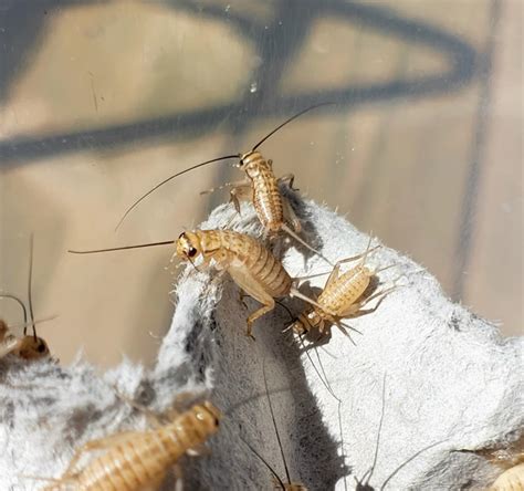 Crickets – Happy Healthy Feeders