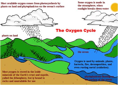 Carbon Cycle, Oxygen Cycle and Phosphorus Cycle: Biogeochemical cycles