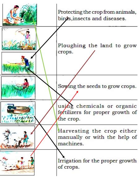 KSEEB Solutions for Class 5 EVS Chapter 8 Agriculture in English Medium ...