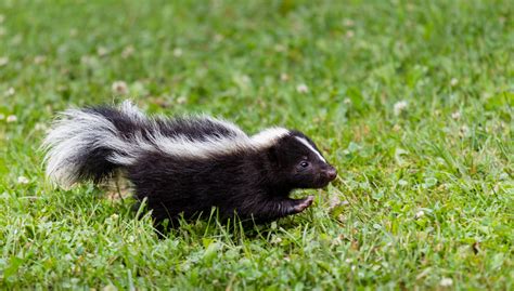 Skunks – Rehabilitating Orphan and Injured Wildlife Since 1962 - baby fox or skunk