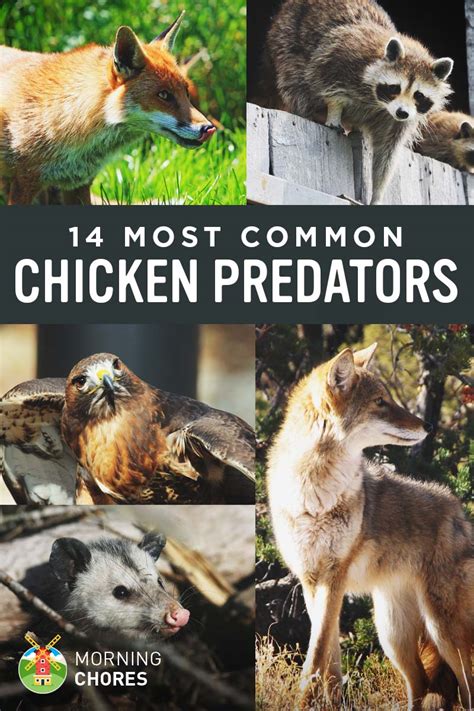Image result for Dll SQL