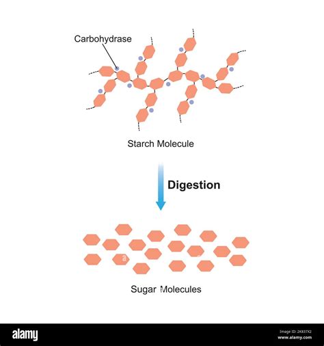 Enzyme Responsible For Digestion Of Starch at Helen Phillips blog