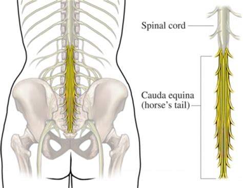 Image result for horsetail and nerve damage
