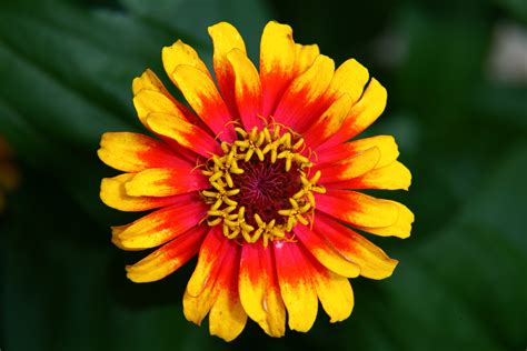 Hippie Flower | Flowers| Free Nature Pictures by ForestWander Nature ...