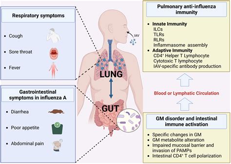 Frontiers | The gut-lung axis in influenza A: the role of gut ...