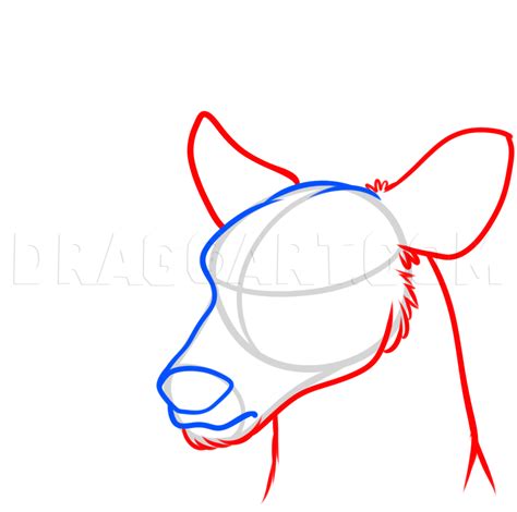 How To Draw A Deer Head, Drawing, Step by Step, by Dawn - DragoArt