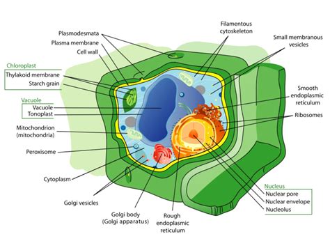 Plant Cell Structure 的图像结果