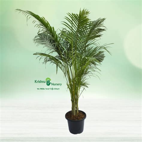 Areca Palm with Polybag