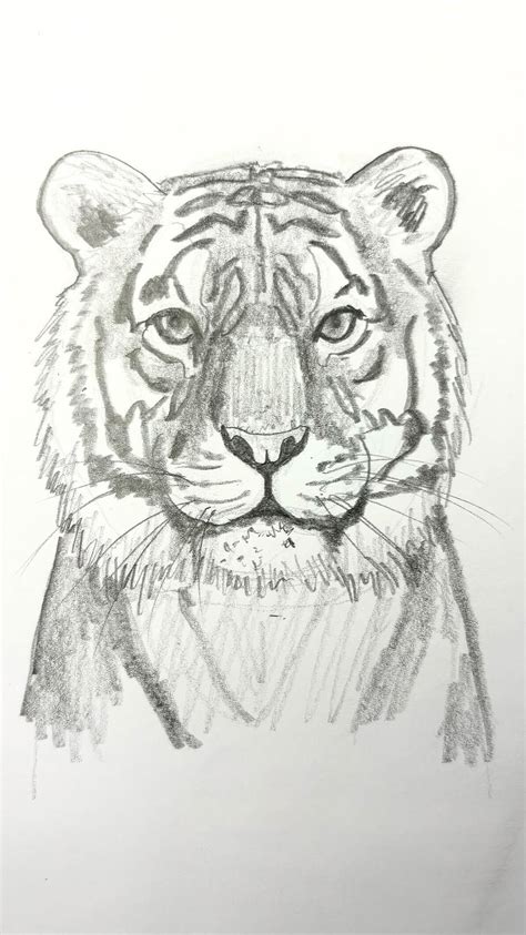Image result for Tiger Drawing Tutorial