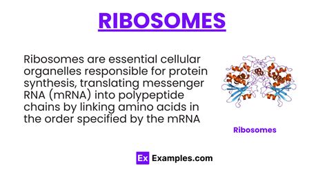 Image result for Ribosomes Function Simple