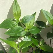 Image result for Tradescantia Oyster Plant