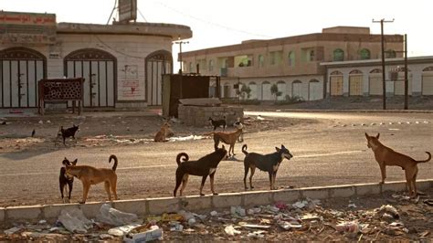 Why is Morocco planning to kill 3 million dogs in a ‘brutal street ...